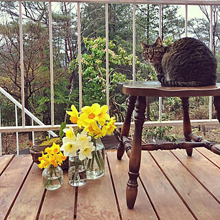 花を飾る/猫ばかりですみません/DIY/椅子/一人暮らし...などのインテリア実例 - 2020-03-28 05:38:55