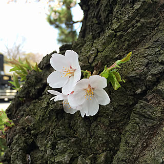 河津桜/はやっ‼︎/玄関/入り口のインテリア実例 - 2021-02-05 14:24:56