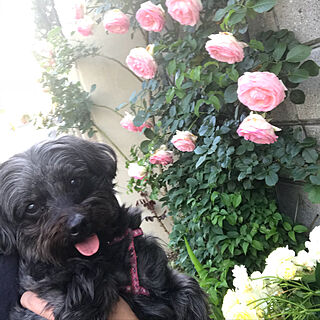 散歩中の１枚/薔薇の花/愛犬♡のインテリア実例 - 2018-05-12 17:12:25