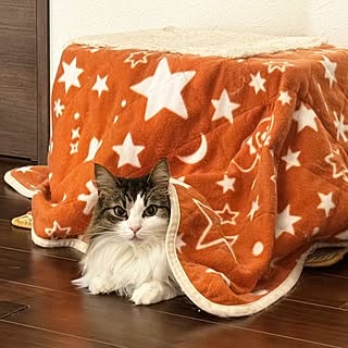 こたつ/猫用こたつ/ノルウェージャン/ノルウェージャンフォレストキャット/猫のインテリア実例 - 2023-12-03 08:57:33