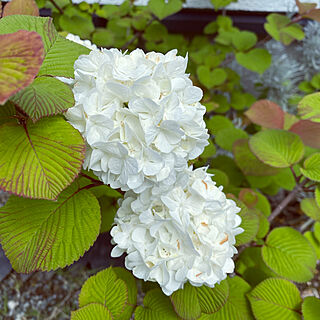 白い花が好き/ビーバナムスノーボール/白が好き/hygge/Stay home !...などのインテリア実例 - 2021-04-15 11:56:37