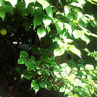 部屋全体/梅の木/庭/緑のある暮らしのインテリア実例 - 2017-06-20 08:29:11