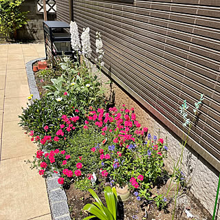 ガーデニング 宿根バーベナのおしゃれなインテリア 部屋 家具の実例 Roomclip ルームクリップ