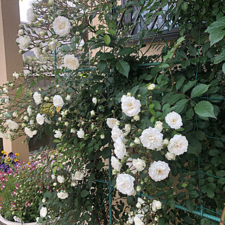 今年は白/去年はピンク/バラが綺麗/実家の庭/花がある暮らし...などのインテリア実例 - 2021-05-11 20:13:55