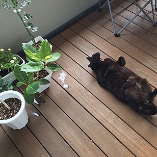 玄関/入り口/犬と猫と暮らす/デブねこ/子供のいる暮らし/猫が好き♡...などのインテリア実例 - 2017-04-12 10:36:06