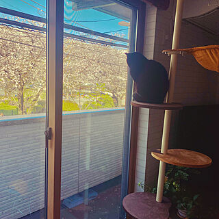 リビング/窓辺の猫/桜が見える家/窓辺のインテリア/黒猫...などのインテリア実例 - 2024-04-11 11:18:33