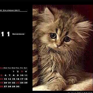 机/うちの子記念日/カレンダー2017/うちの子カレンダー/ねこ...などのインテリア実例 - 2016-11-29 19:13:01