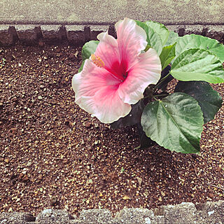 花壇/ハイビスカスが咲きました。/玄関/入り口のインテリア実例 - 2020-09-13 19:17:30