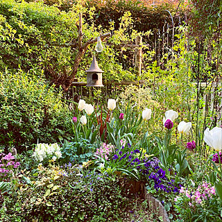 ビオラ/春の花壇/チューリップ/お気に入り/小さな庭気持ちは広い庭...などのインテリア実例 - 2019-04-06 18:01:41