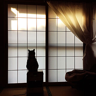 窓と猫の物語2021withYKKAP/猫との生活/昭和のお家/猫ちゃんばかりでごめんなさい/部屋全体のインテリア実例 - 2021-11-14 09:08:41