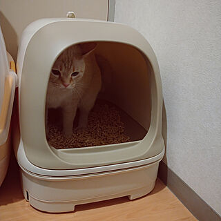 猫トイレ/ねこのいる日常/ニャンとも清潔トイレ/ねこと暮らす。/ニャンともと暮らす...などのインテリア実例 - 2020-04-21 12:26:38