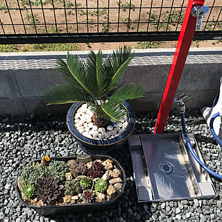 玄関/入り口/ロックガーデン風/玄関横のフェンス、/立水栓/多肉植物寄せ植え...などのインテリア実例 - 2018-03-17 13:01:44