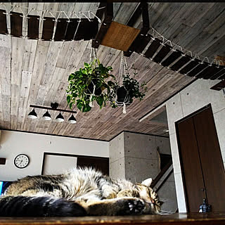 部屋全体/猫と暮らす家/保護猫/猫のいる日常/コンクリート壁紙...などのインテリア実例 - 2022-09-28 07:10:21