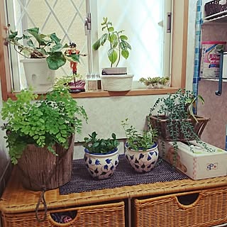 バス/トイレ/観葉植物/アンティーク/アジアンタム/シダ植物...などのインテリア実例 - 2016-04-04 17:26:48