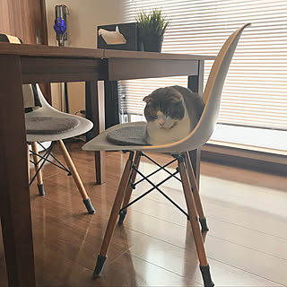 机/ダイニング/insta→tansuke0323/モノトーン/猫...などのインテリア実例 - 2018-01-18 10:21:54