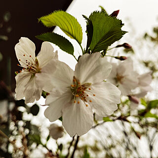玄関/入り口/お家の桜/桜が咲いた/癒し/ベランダの桜...などのインテリア実例 - 2024-04-13 22:00:18