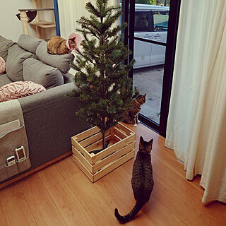 クリスマスツリー/ニャルソック/猫と暮らす家/ねこのいる日常/きじとら猫...などのインテリア実例 - 2022-11-24 23:57:56