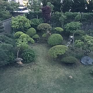 玄関/入り口/剪定は叔父まかせ/剪定/庭の植物たち/庭は日本庭園が広がってます！...などのインテリア実例 - 2017-05-15 10:35:01
