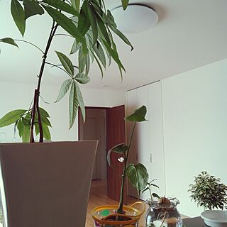 キッチン/#観葉植物 #リビング #緑のある暮らし/観葉植物/積水ハウスの家/調理中...などのインテリア実例 - 2016-10-31 10:50:46