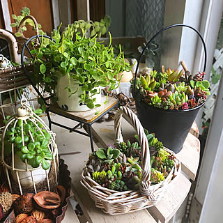 Handmade coraru/自宅兼雑貨屋/多肉植物のある暮らし/多肉植物/多肉植物寄せ植え...などのインテリア実例 - 2019-06-18 16:19:20