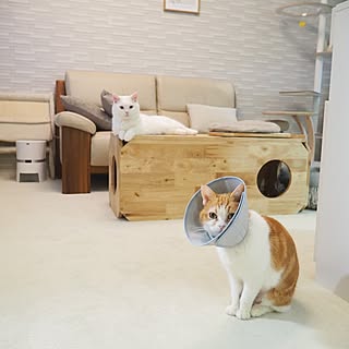 リビング/猫と暮らす/猫と暮らす家/北欧インテリア/ナチュラルインテリア...などのインテリア実例 - 2024-03-30 01:04:37