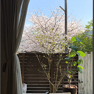 桜満開/贅沢な眺め/桜大好き/窓いっぱいの桜/南向き窓...などのインテリア実例 - 2021-03-24 14:22:18