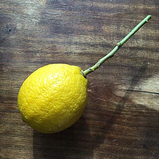 部屋全体/お庭で収穫/レモンの木/庭/レモンのインテリア実例 - 2016-01-19 09:57:28