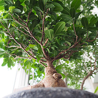 ガジュマルの木/観葉植物のある暮らし/窓辺のグリーン/窓辺の風景/インテリアじゃなくてすみません...などのインテリア実例 - 2017-09-09 10:31:02