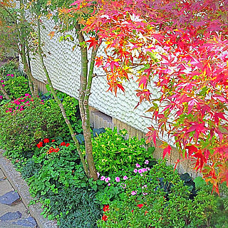 紅葉の木のインテリア実例 Roomclip ルームクリップ