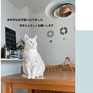 いいねの押し逃げごめんなさい/お正月インテリア/ねこ/コメントお気遣いなく♡/ねことインテリア...などのインテリア実例 - 2020-12-31 19:11:57