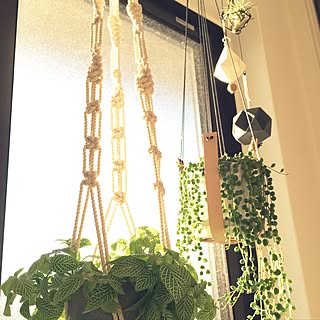 壁/天井/イベント/ハンドメイド/シンプル/植物...などのインテリア実例 - 2016-12-04 09:21:03