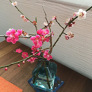 春はもうすぐ/うめのはな/ダイニングテーブル/花のある暮らし/漆喰壁...などのインテリア実例 - 2019-03-16 13:53:45