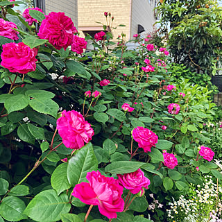 デッキから見える景色/縁側ウッドデッキ/薔薇のある暮らし/庭/おうち時間...などのインテリア実例 - 2020-05-10 07:20:49