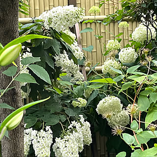 カサブランカ/クレマチス/紫陽花/山紫陽花/アナベル...などのインテリア実例 - 2022-06-08 17:21:21