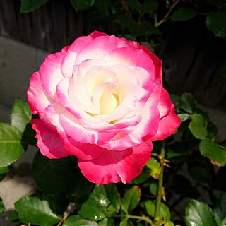 花のある暮らし/バラ/薔薇/ｼﾞｭﾋﾞﾚﾃﾞｭﾌﾟﾘﾝｽﾄﾞｩﾓﾅｺのインテリア実例 - 2017-04-11 21:03:14