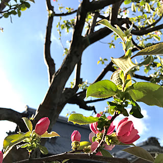 花梨の花/植物に癒されて/季節を楽しむ暮らし/春の恵み/ときめきを…...などのインテリア実例 - 2022-04-05 18:02:12