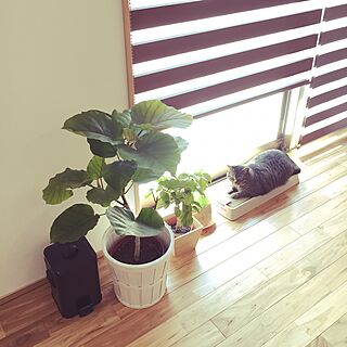 リビング/観葉植物/ウンベラータ/猫のいる風景/IKEA...などのインテリア実例 - 2016-03-28 17:06:27