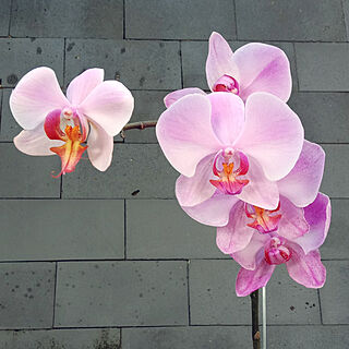 orchidのインテリア実例 - 2021-07-27 16:35:09