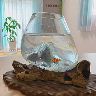 カクレクマノミ 海水魚のインテリア実例 | RoomClip(ルームクリップ)