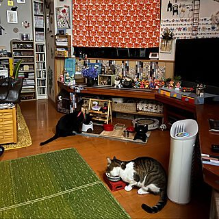IKEA猫柄カーテン/夜中の猫/白キジのん/黒猫ミースケ/猫のいる風景...などのインテリア実例 - 2022-06-23 00:22:13