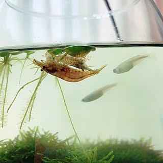 水槽 浮草のおしゃれなアレンジ 飾り方のインテリア実例 Roomclip ルームクリップ