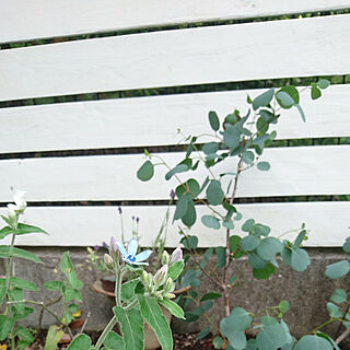 ベッド周り/庭/ユーカリ/青い花の名前がわからない/白フェンス...などのインテリア実例 - 2020-05-27 06:42:14