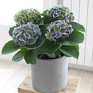 あじさい 秋色あじさいのおしゃれなアレンジ 飾り方のインテリア実例 Roomclip ルームクリップ