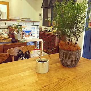 部屋全体/オーク材/#ダイニング/カフェ風/観葉植物のインテリア実例 - 2017-06-28 23:16:41