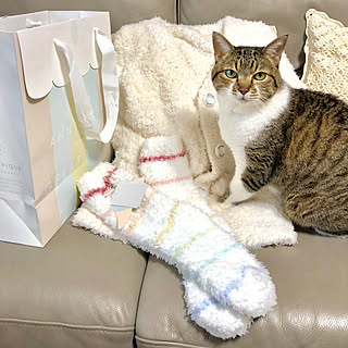 バス/トイレ/ねこのいる日常/いつもいいねやコメありがとうございます♡/キキのインテリア実例 - 2018-09-27 08:32:02