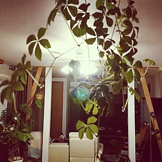 キッチン/観葉植物/植物のある暮らし/吊るし観葉植物/中古住宅リノベーション...などのインテリア実例 - 2020-04-16 20:31:34