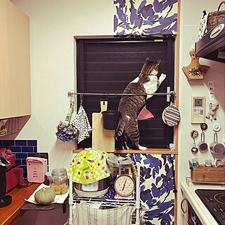 台所の窓/ヤモリに釘付け、のん/ヤモリに夢中な猫/ヤモリ/キッチンのインテリア実例 - 2022-07-22 23:11:53