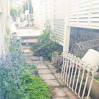狭小庭/ガーデン/植物のある暮らし/猫のいる生活/玄関/入り口のインテリア実例 - 2017-06-28 07:50:01