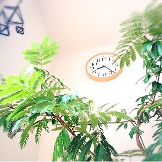 壁/天井/NO GREEN NO LIFE/植物/観葉植物/RIKI Clockのインテリア実例 - 2014-09-24 18:24:35
