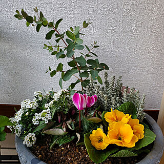 玄関/入り口/植物のある暮らし/植物/季節の花のインテリア実例 - 2022-12-12 21:29:39
